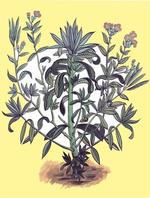 рисунок цветка желтофиоли 